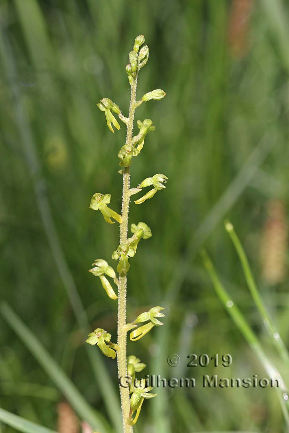 Neottia [Listera] ovata