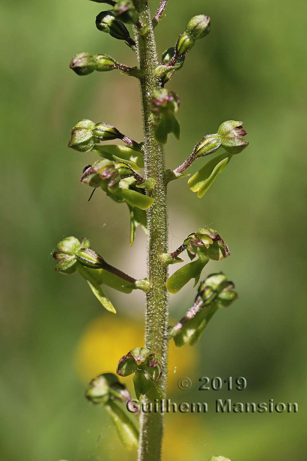 Neottia [Listera] ovata