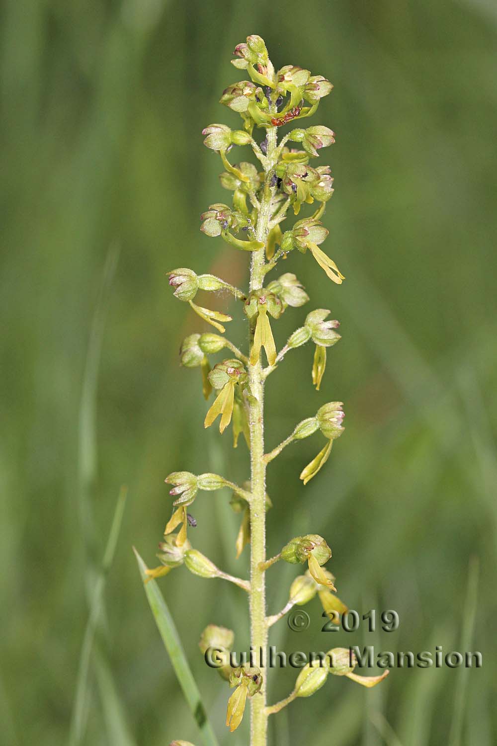 Neottia [Listera] ovata