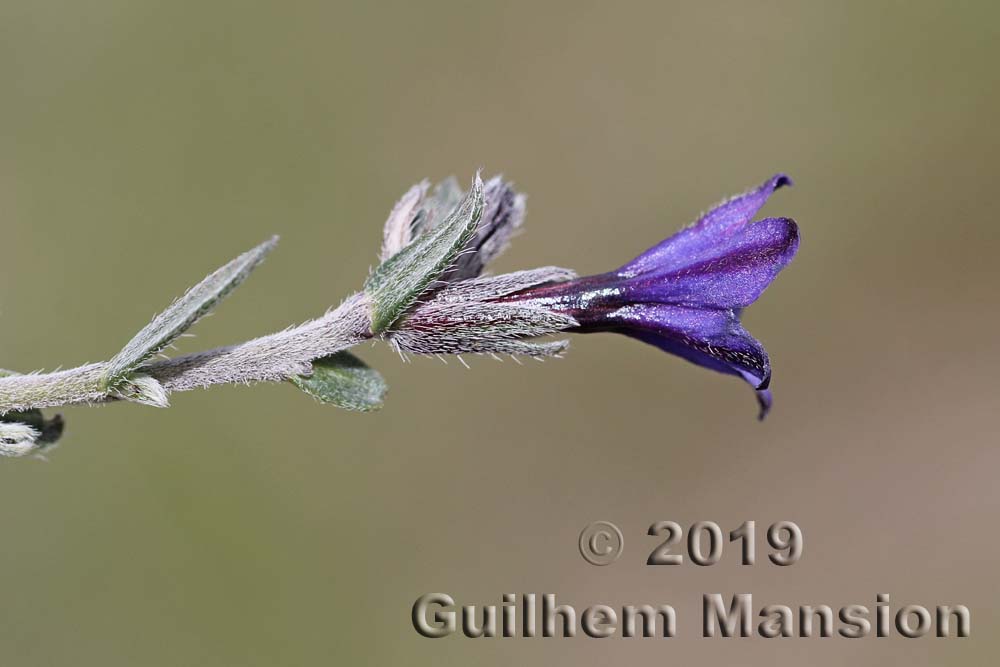 Lithodora fruticosa