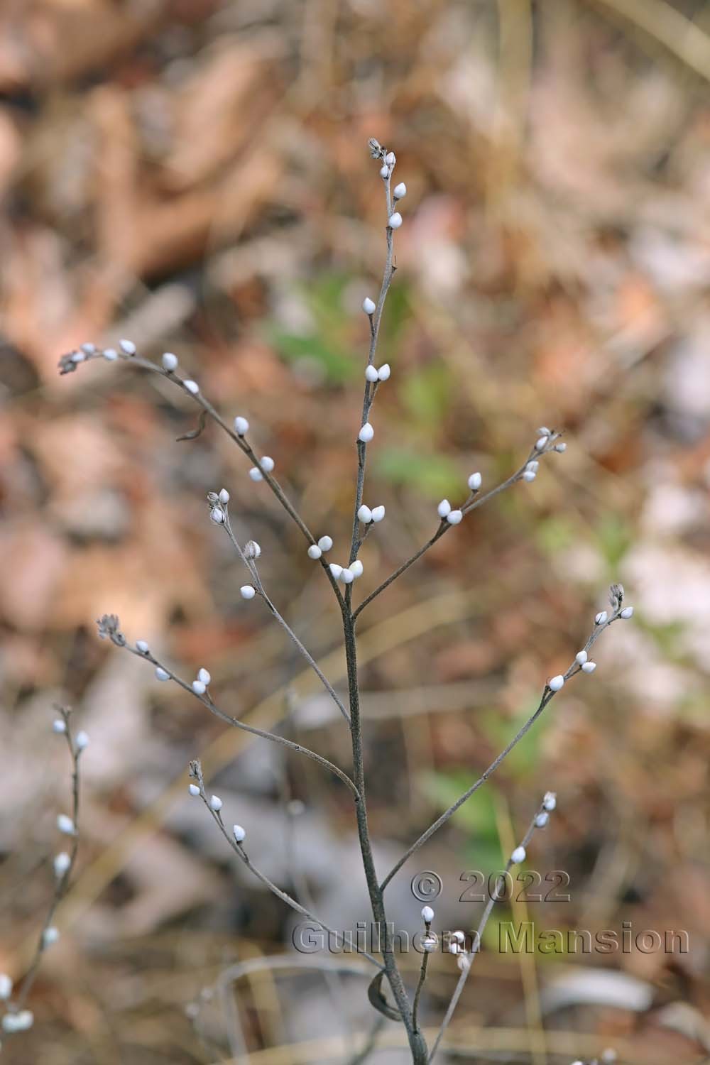 Lithospermum officinale