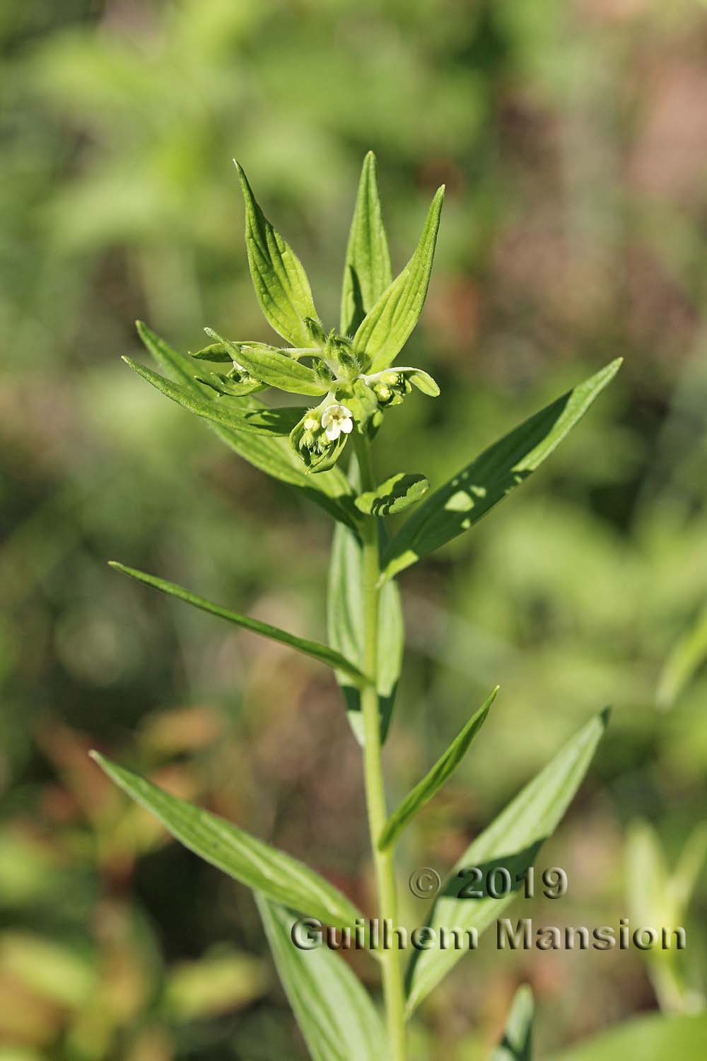 Lithospermum officinale