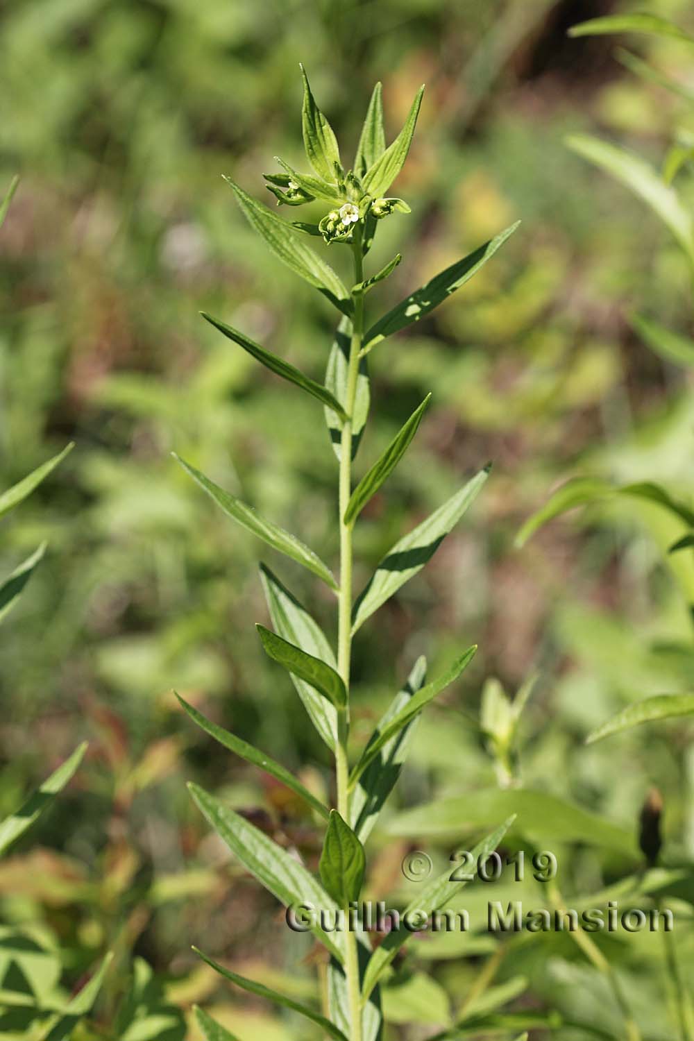 Lithospermum officinale