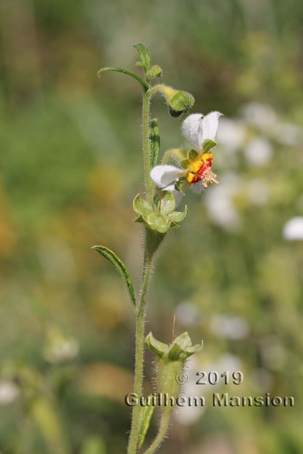 Loasa tricolor