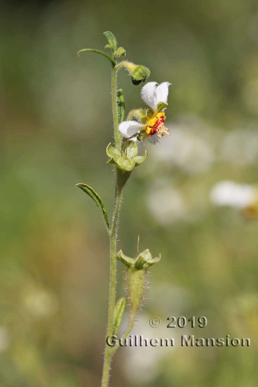 Loasa tricolor