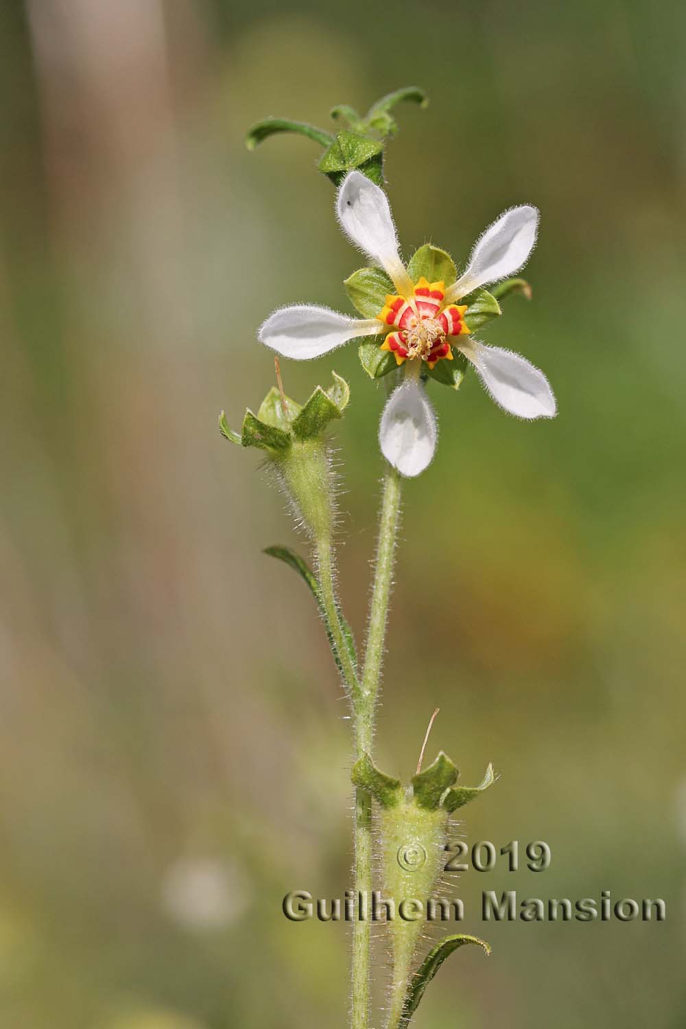 Loasa tricolor