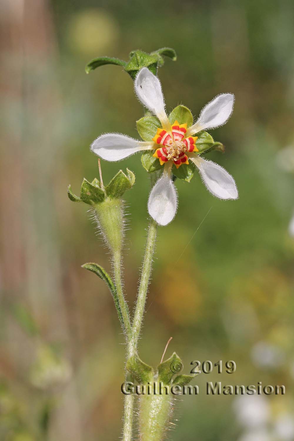 Loasa tricolor