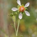 Famille - Loasaceae