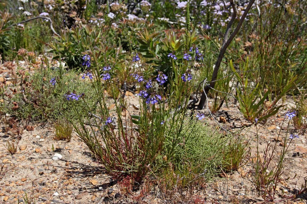 Lobelia coronopifolia