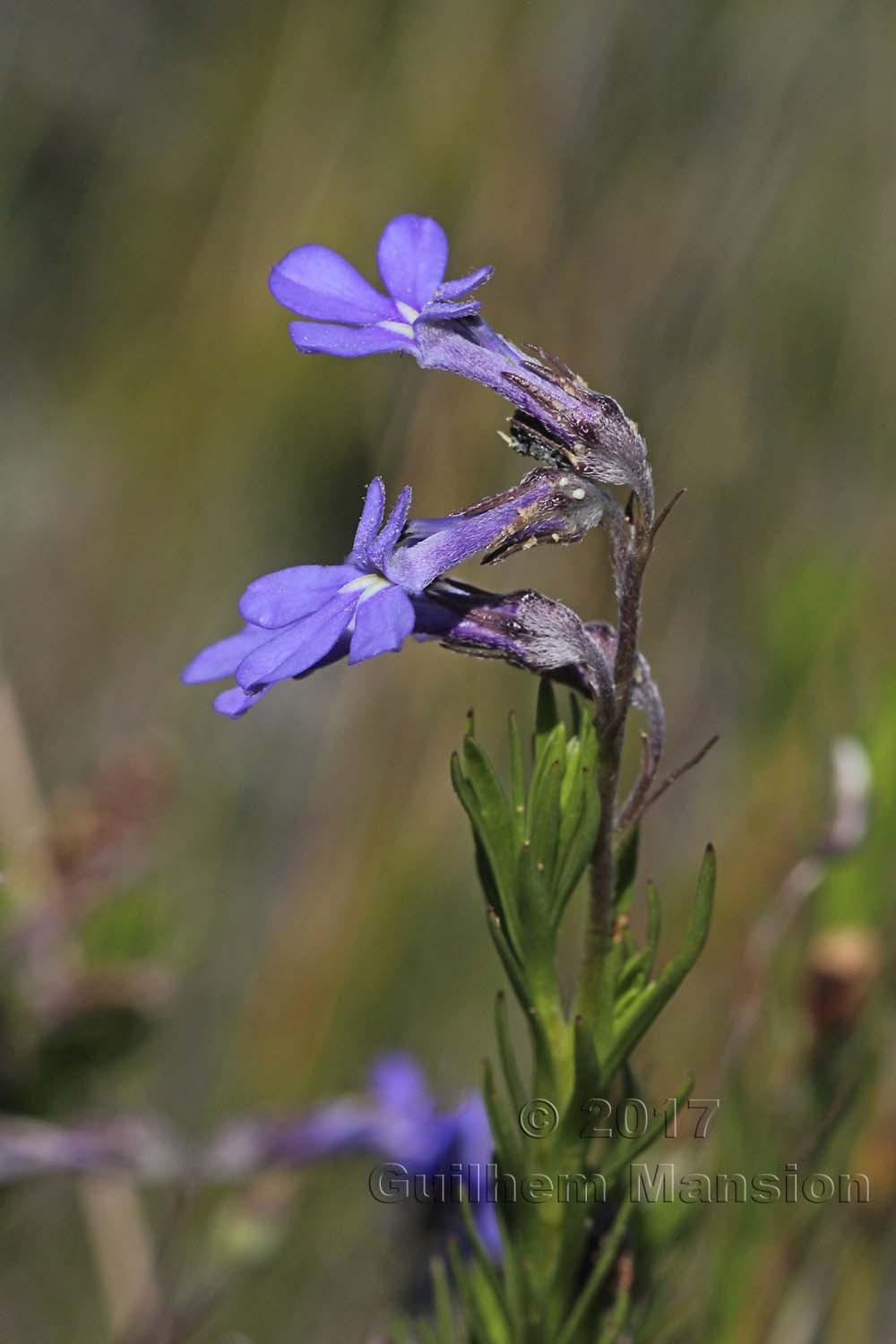 Lobelia coronopifolia