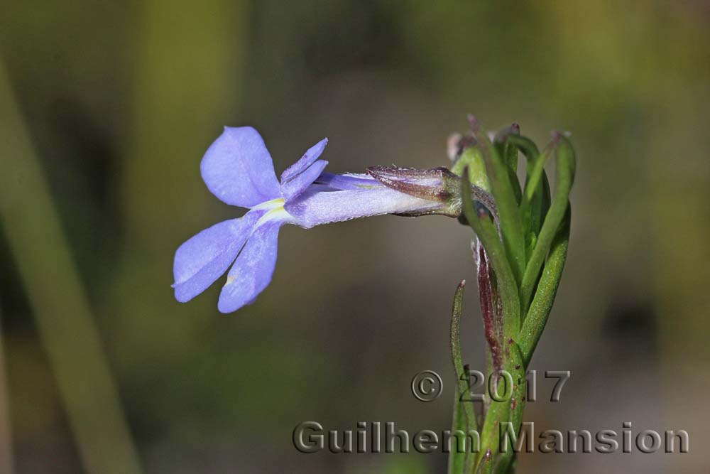 Lobelia pinifolia