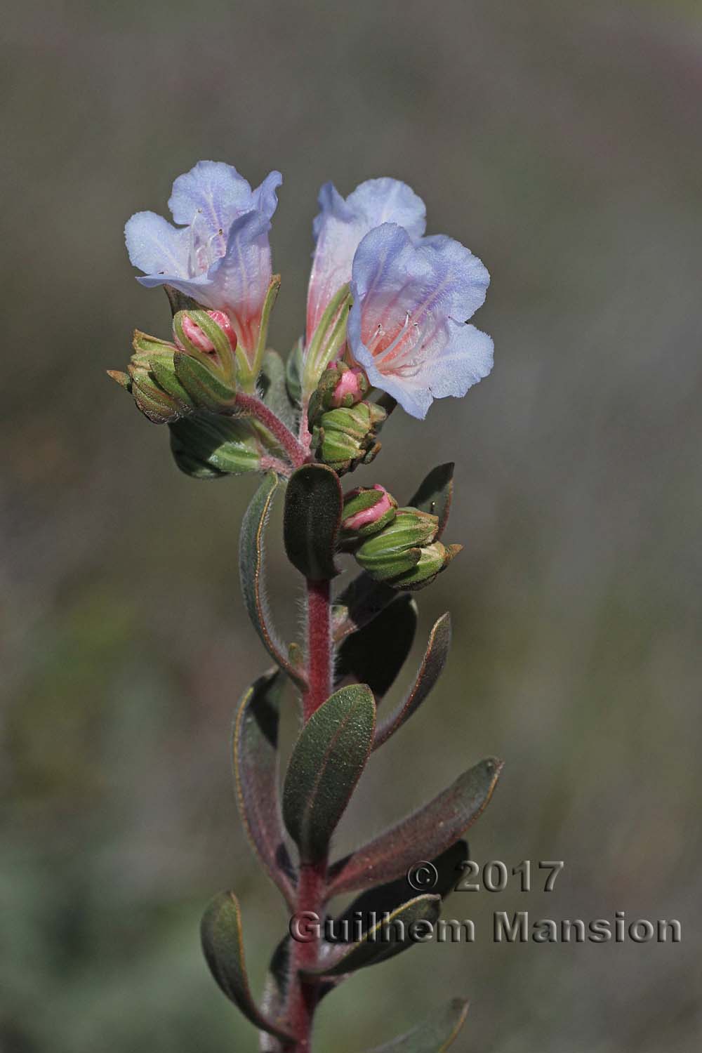 Lobostemon fruticosus