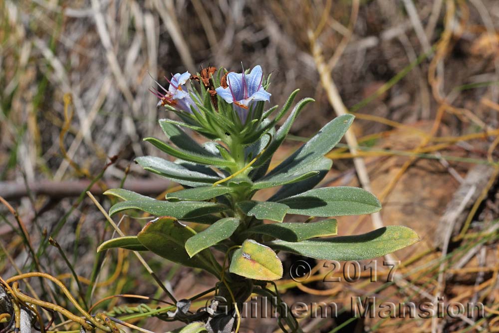 Lobostemon montanum