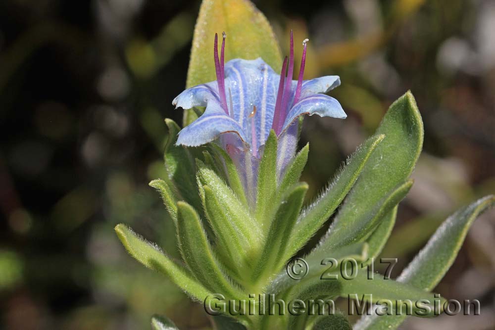 Lobostemon montanum