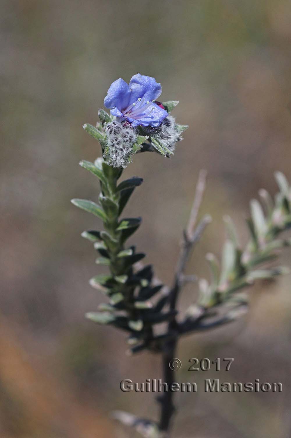 Lobostemon echioides