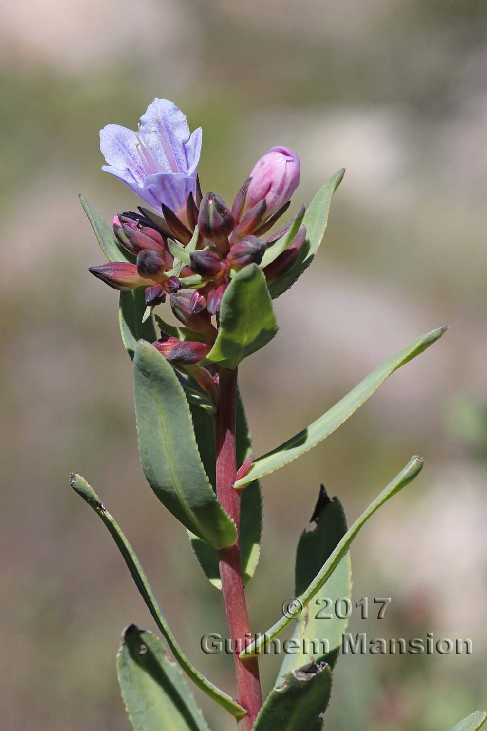 Lobostemon glaucophyllus