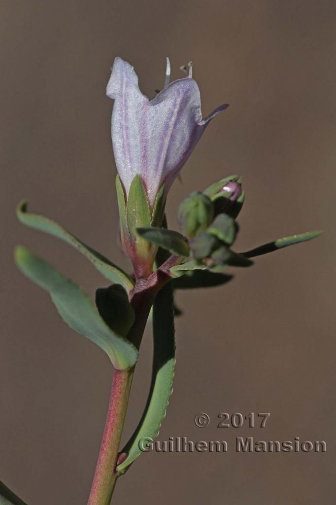 Lobostemon glaucophyllus