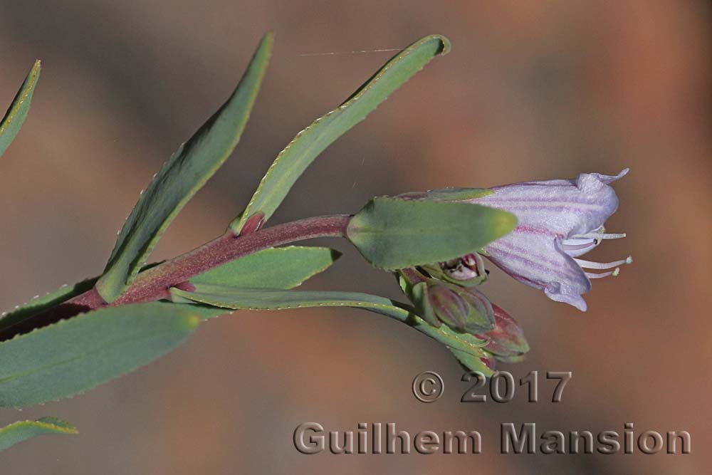 Lobostemon glaucophyllus