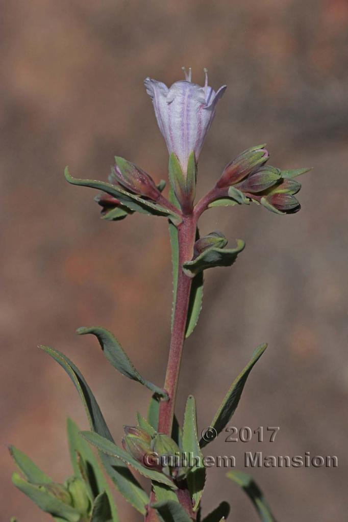 Lobostemon glaucophyllus