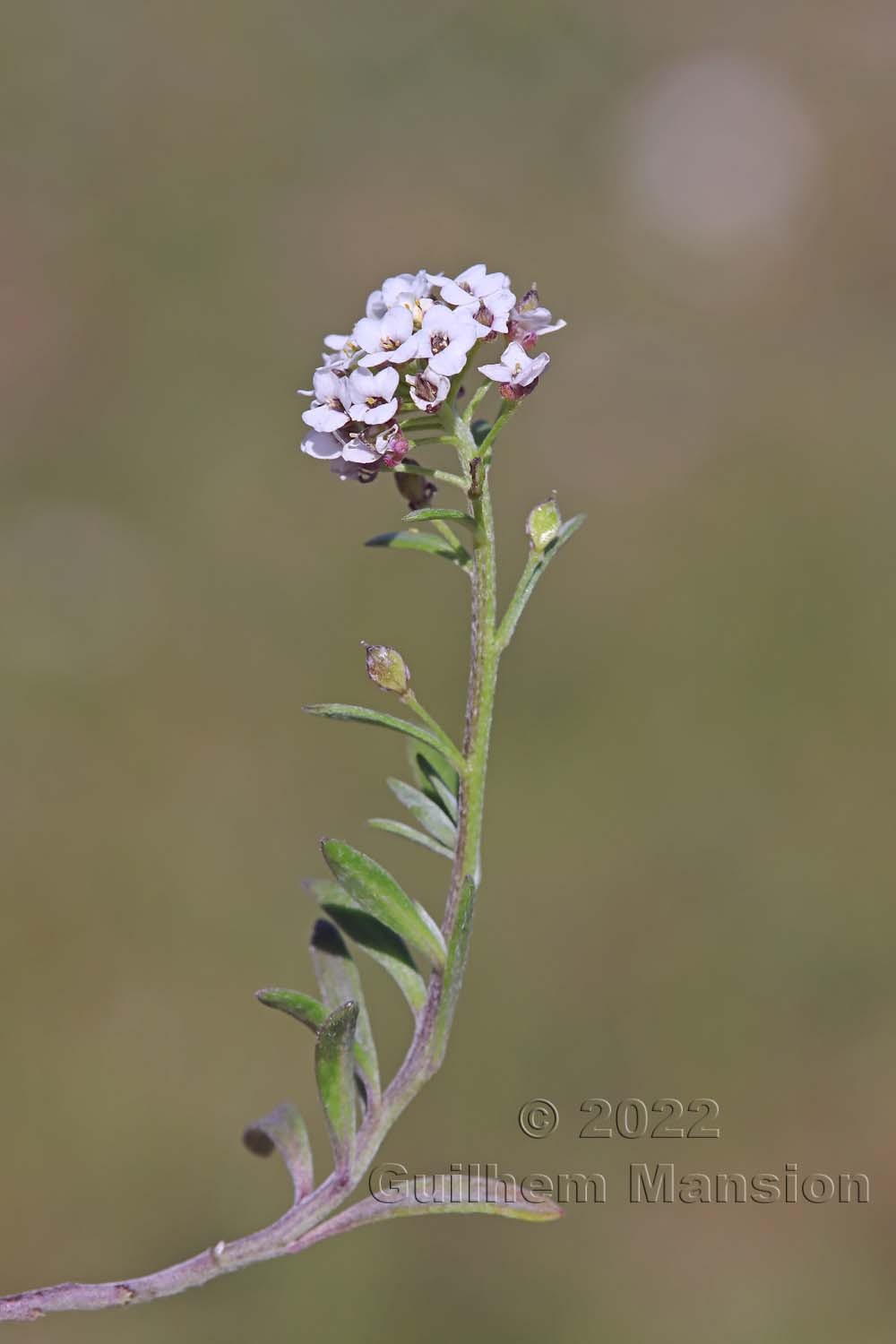 Lobularia maritima