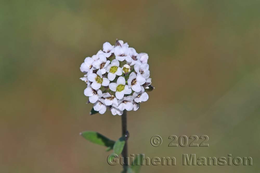 Lobularia maritima