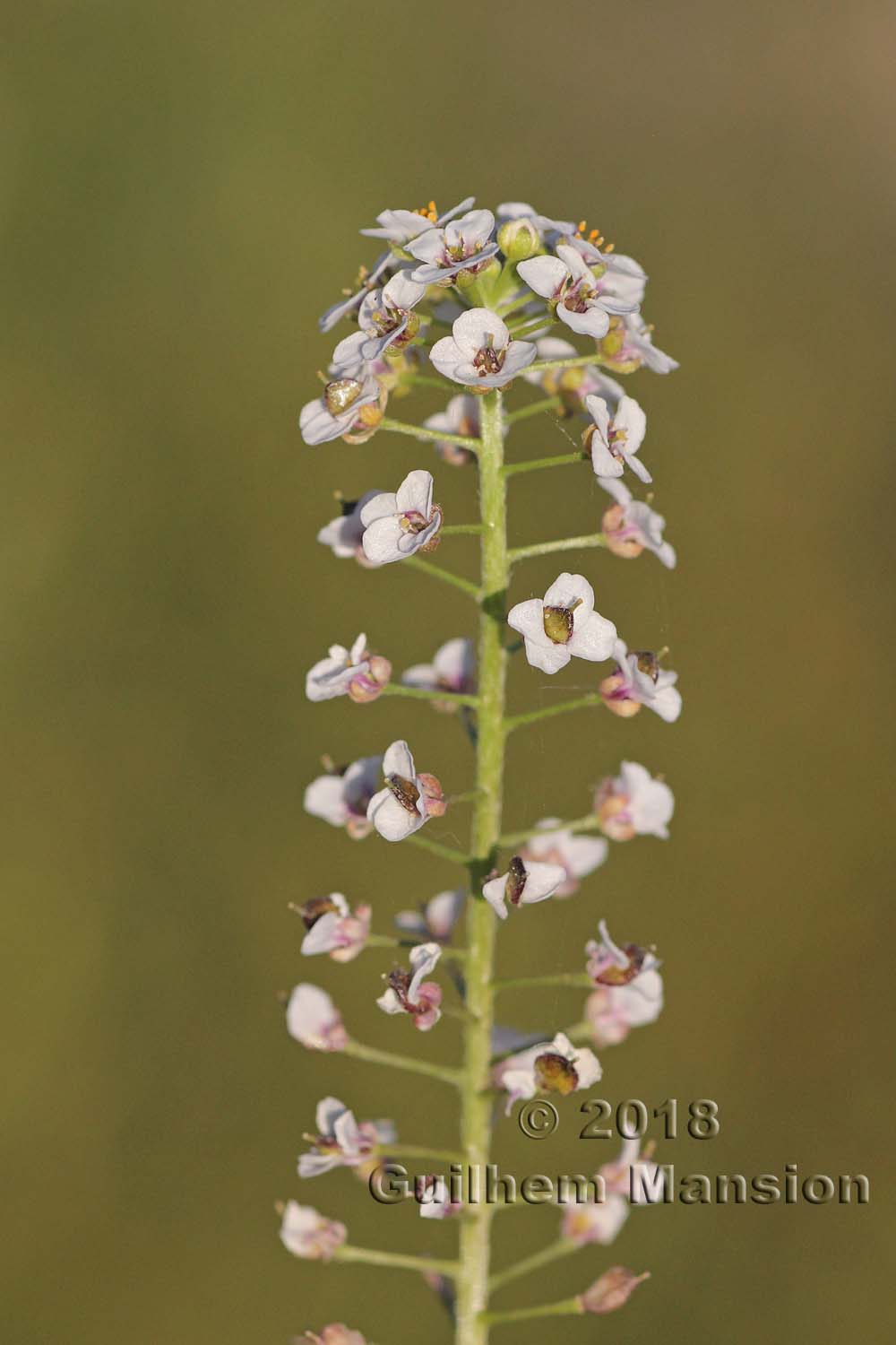 Lobularia maritima