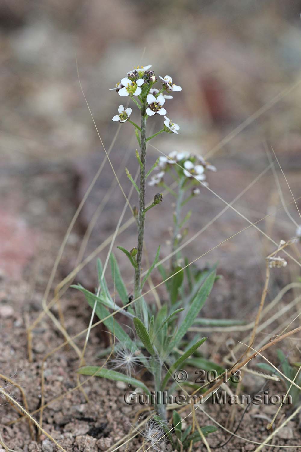 Lobularia maritima