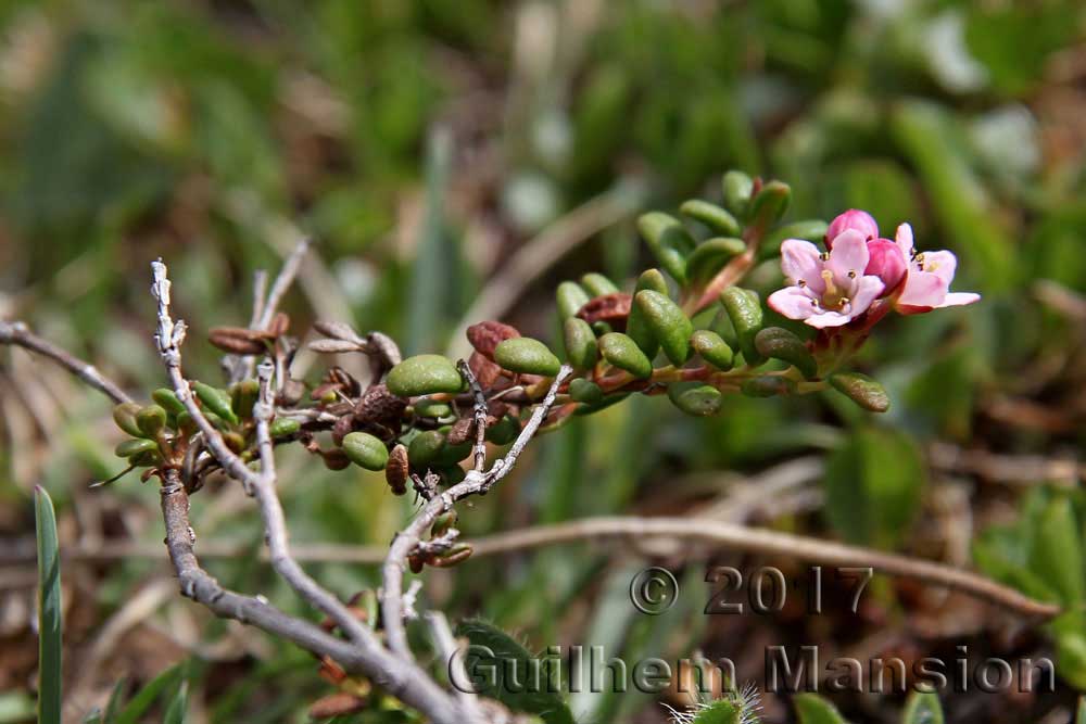 Kalmia [Loiseleuria] procumbens