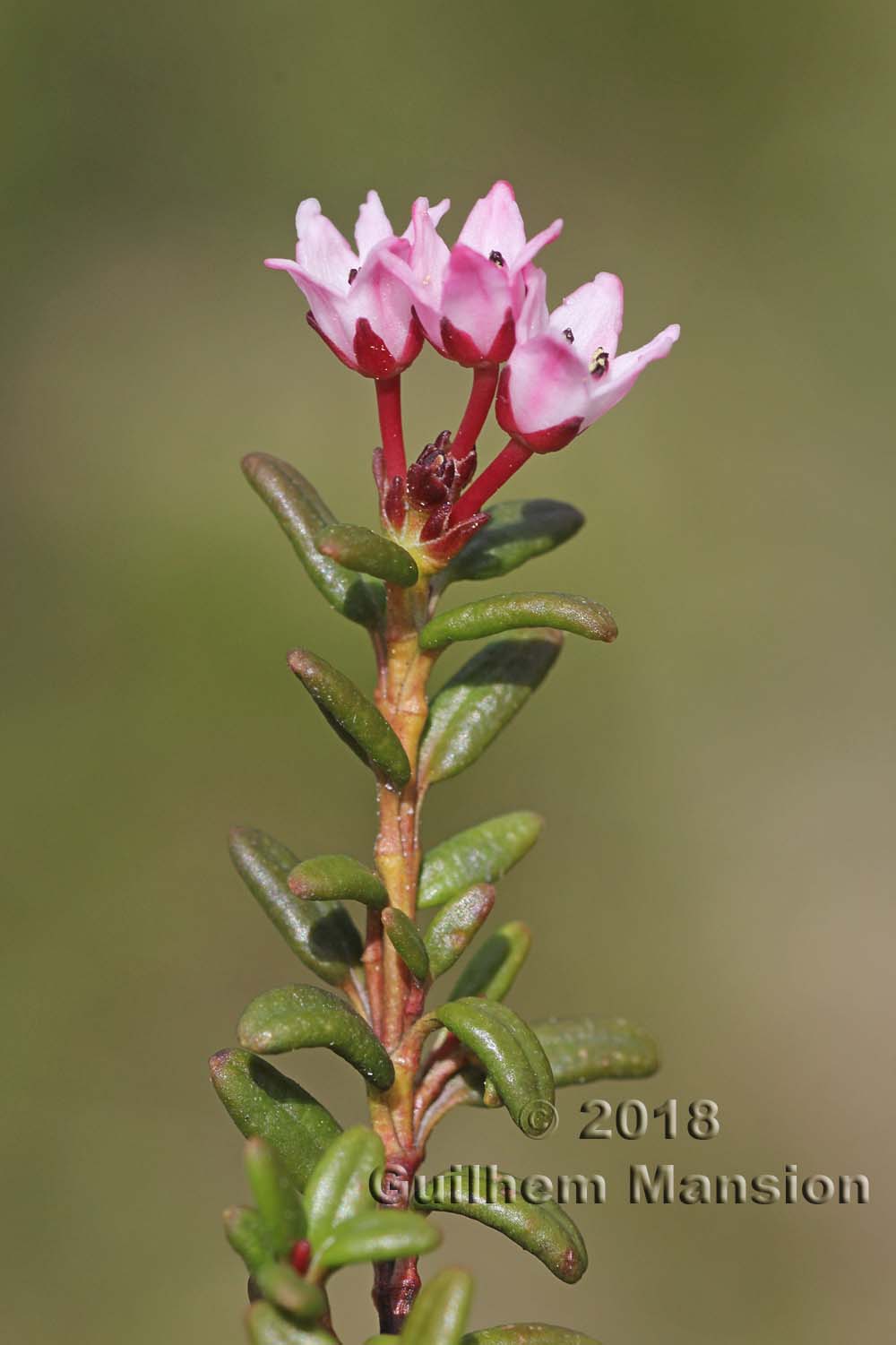 Kalmia [Loiseleuria] procumbens