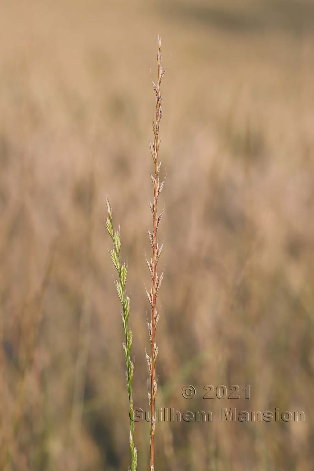 Lolium multiflorum