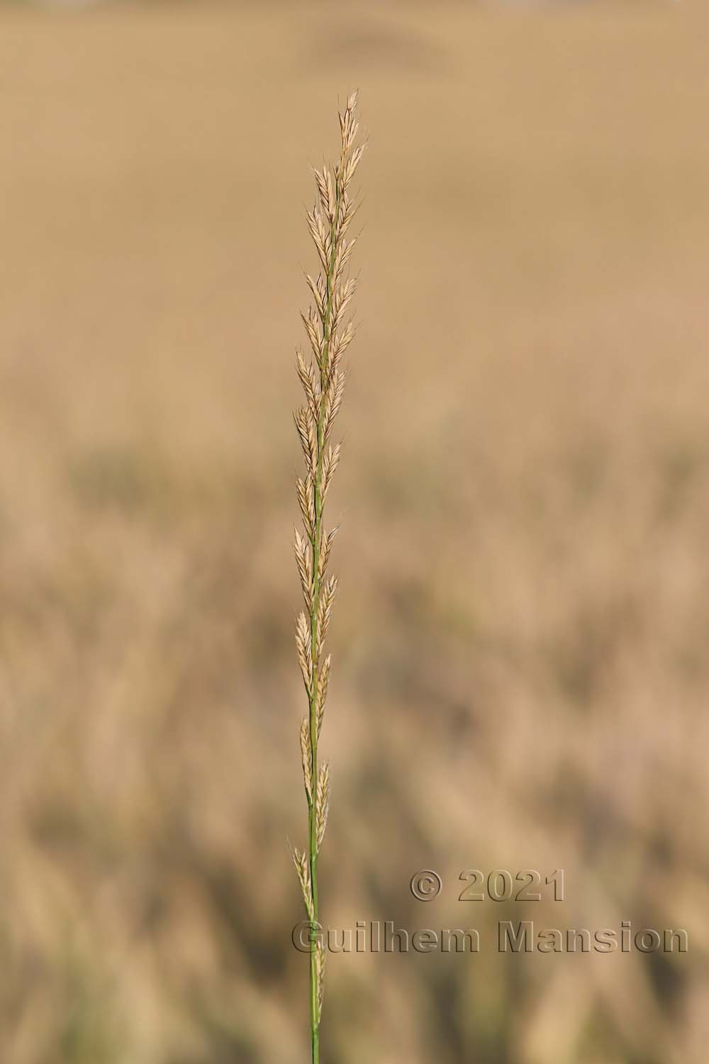 Lolium multiflorum