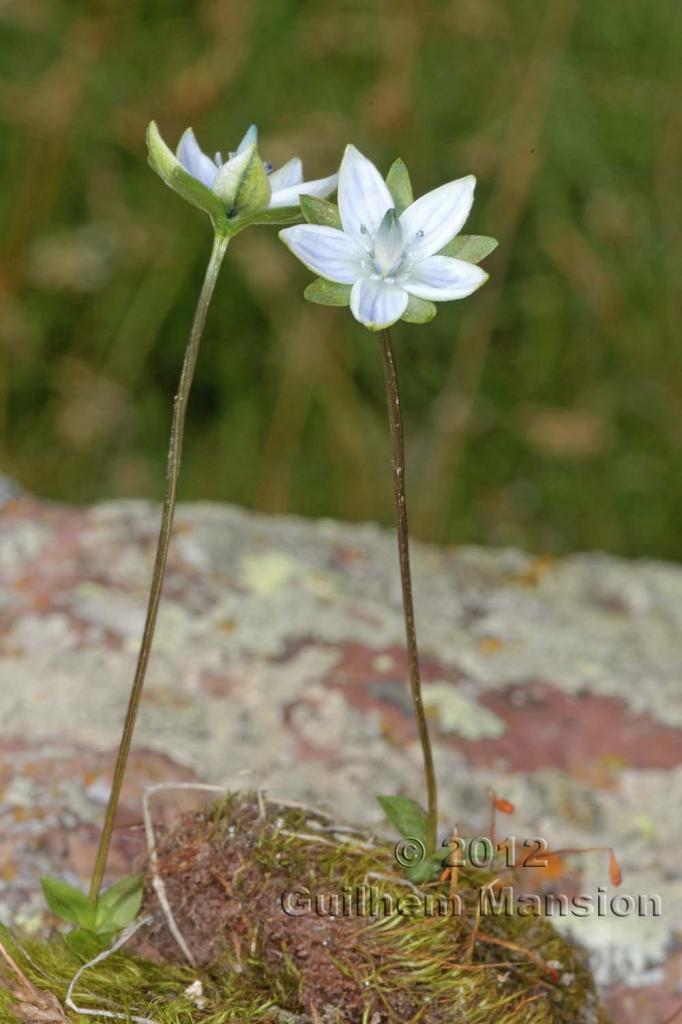 Lomatogonium carinthiacum