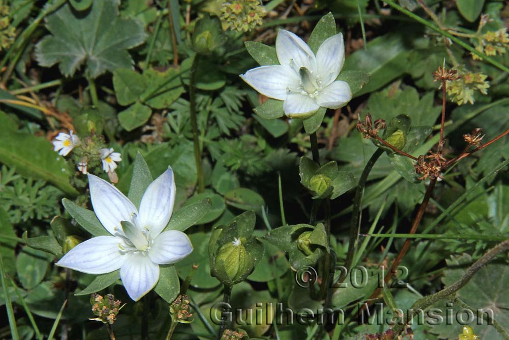 Lomatogonium carinthiacum