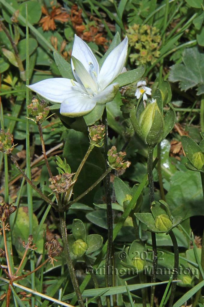 Lomatogonium carinthiacum