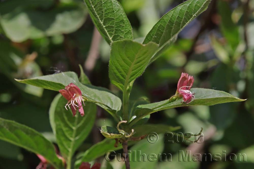 Lonicera alpigena