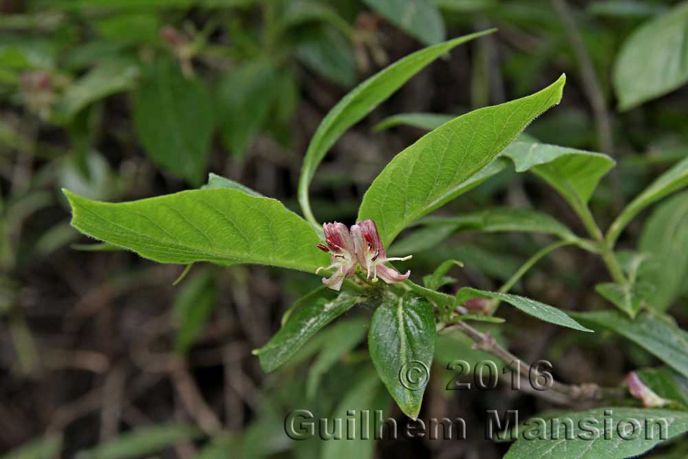 Lonicera alpigena