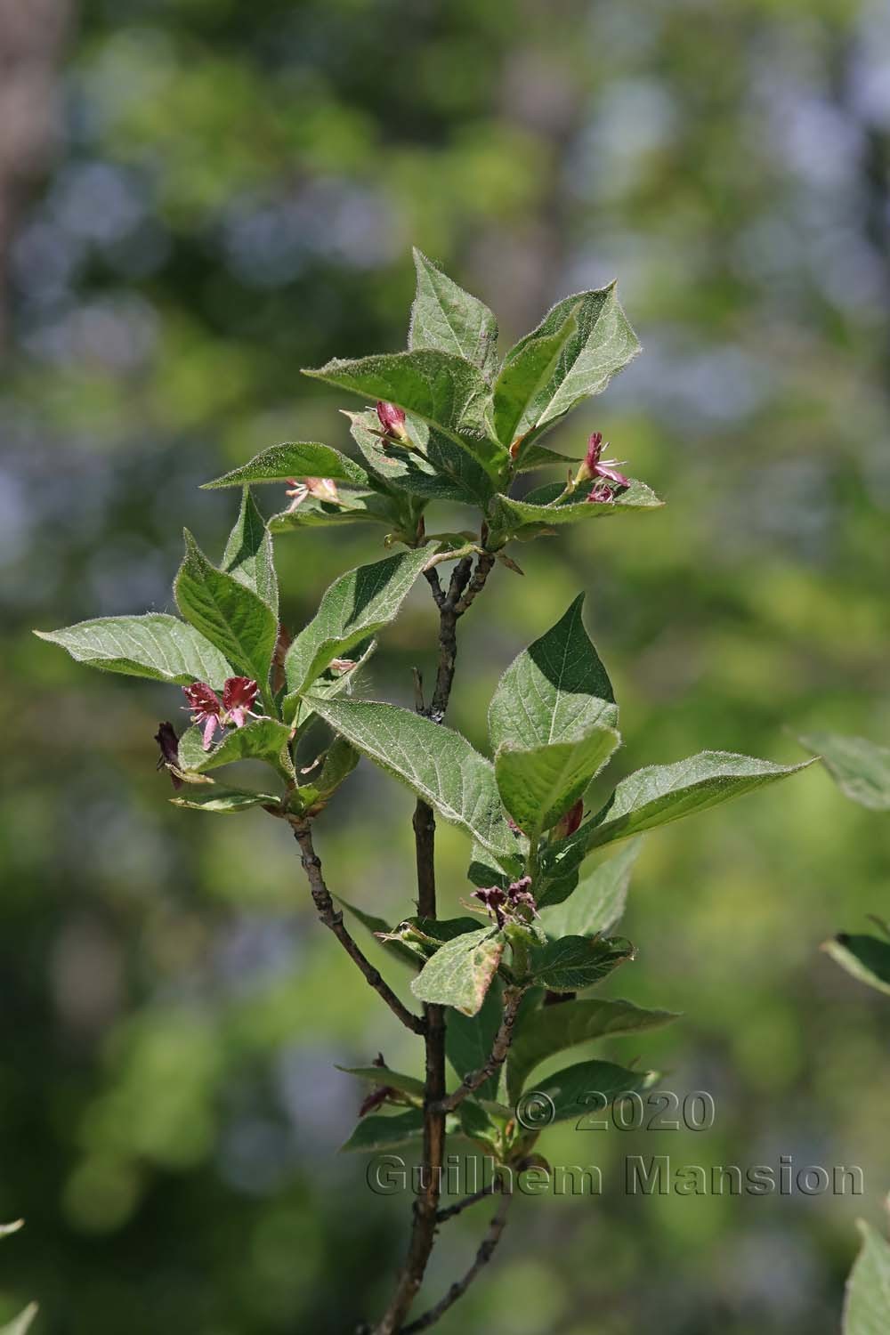 Lonicera alpigena