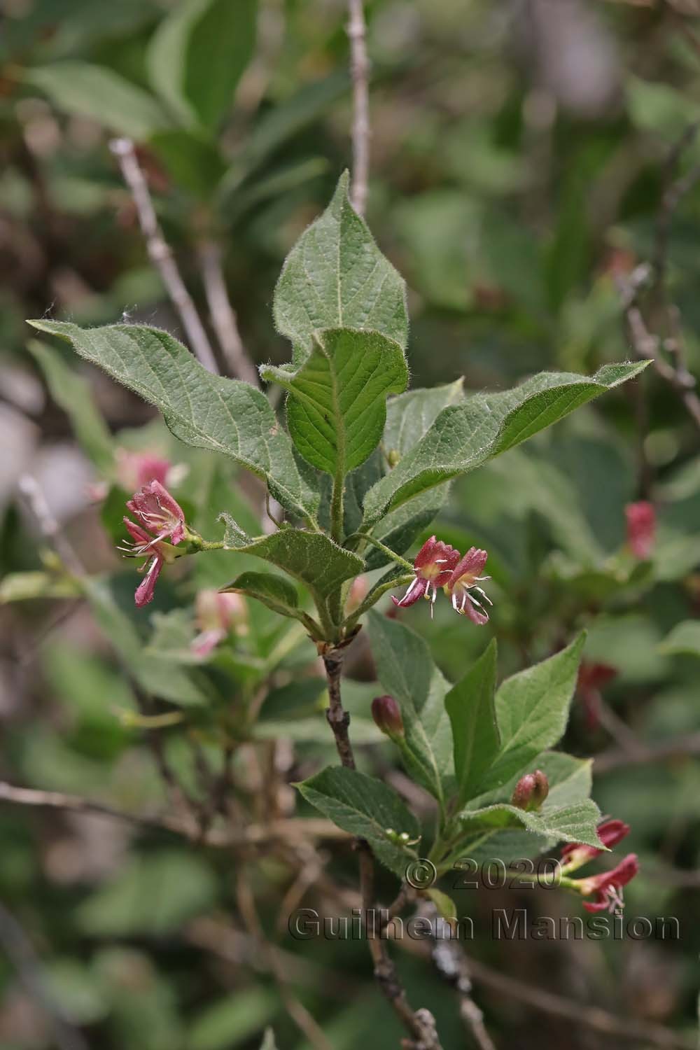 Lonicera alpigena