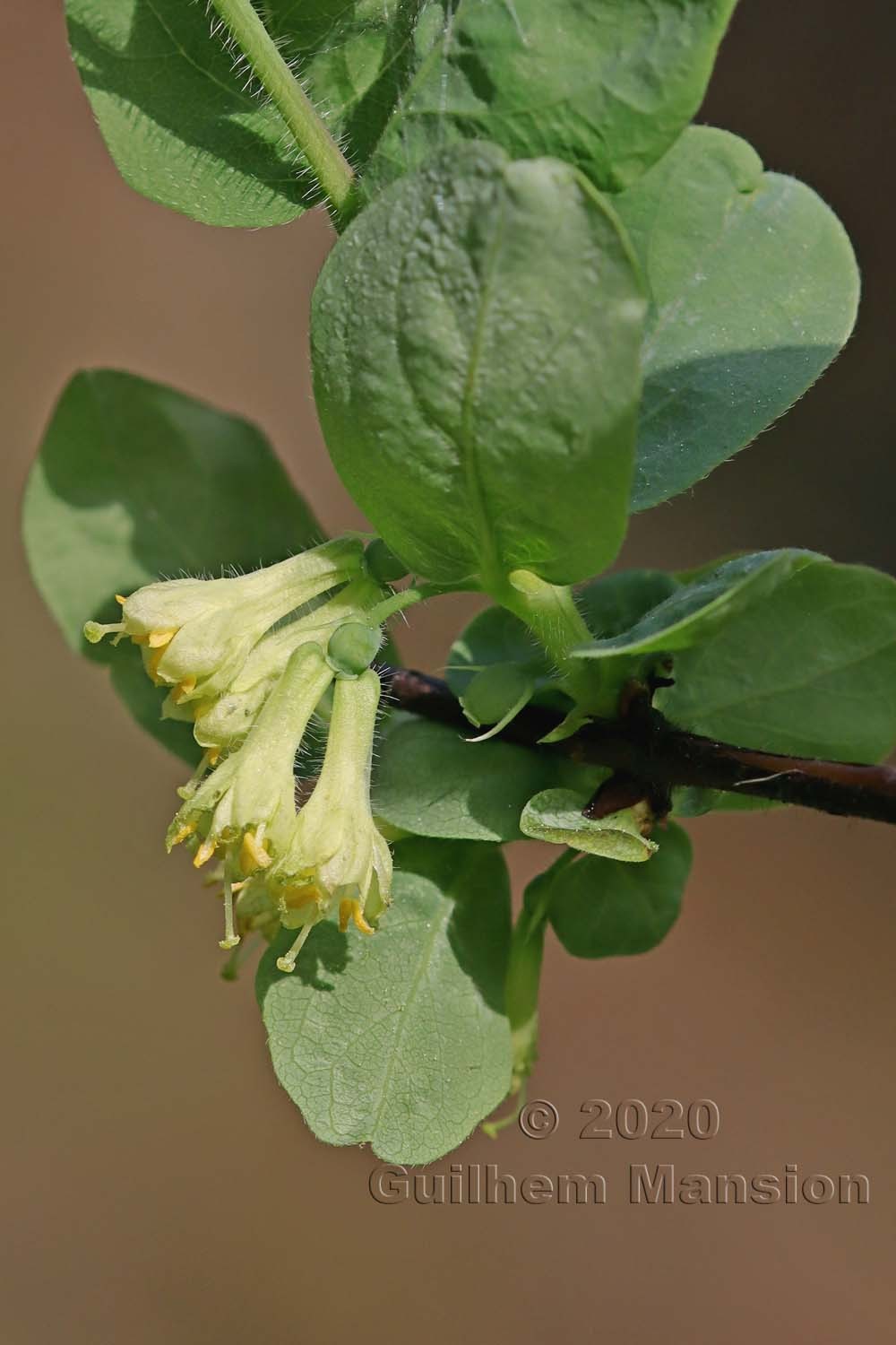 Lonicera caerulea