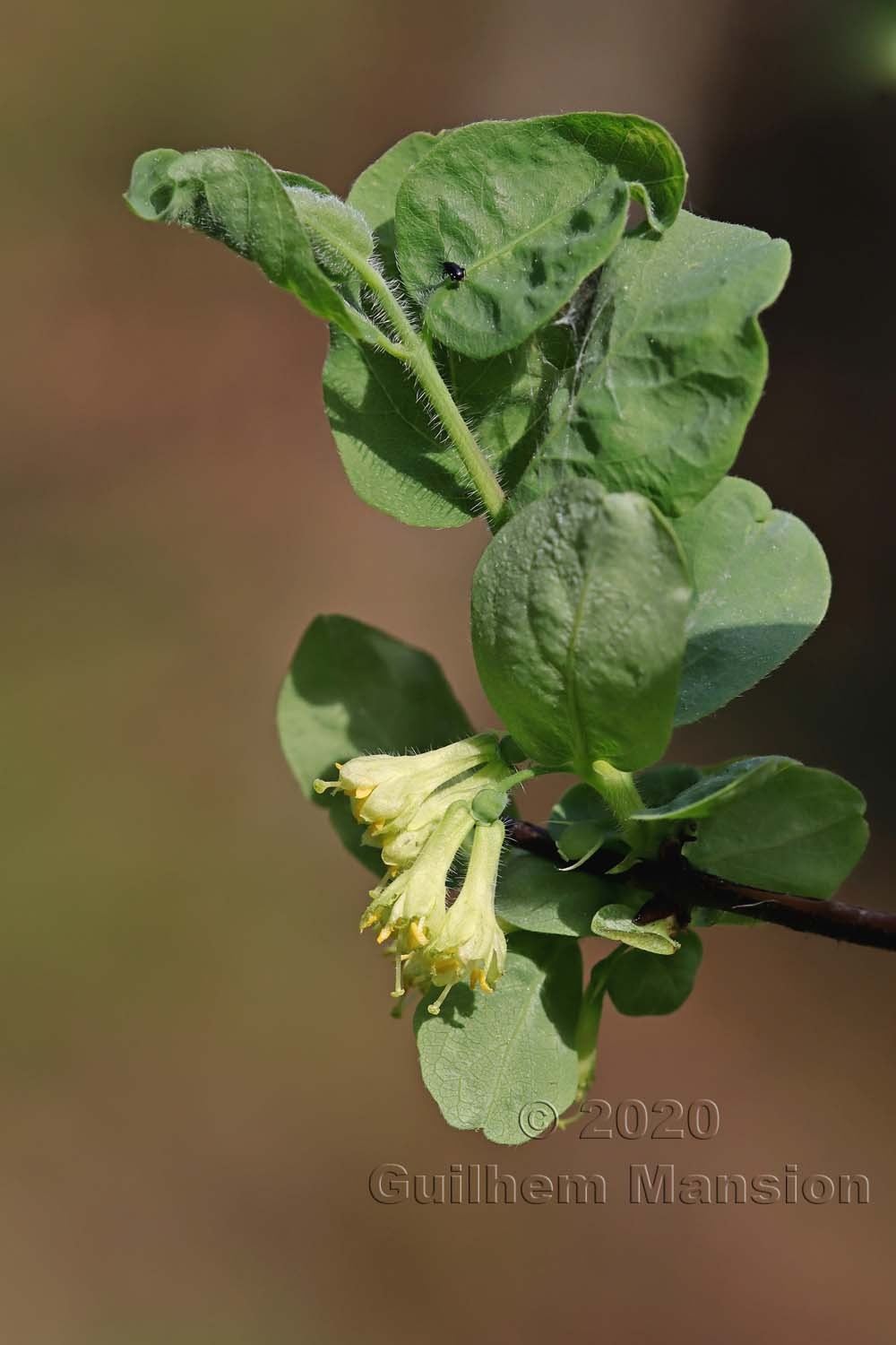 Lonicera caerulea