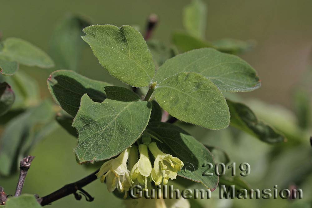 Lonicera caerulea