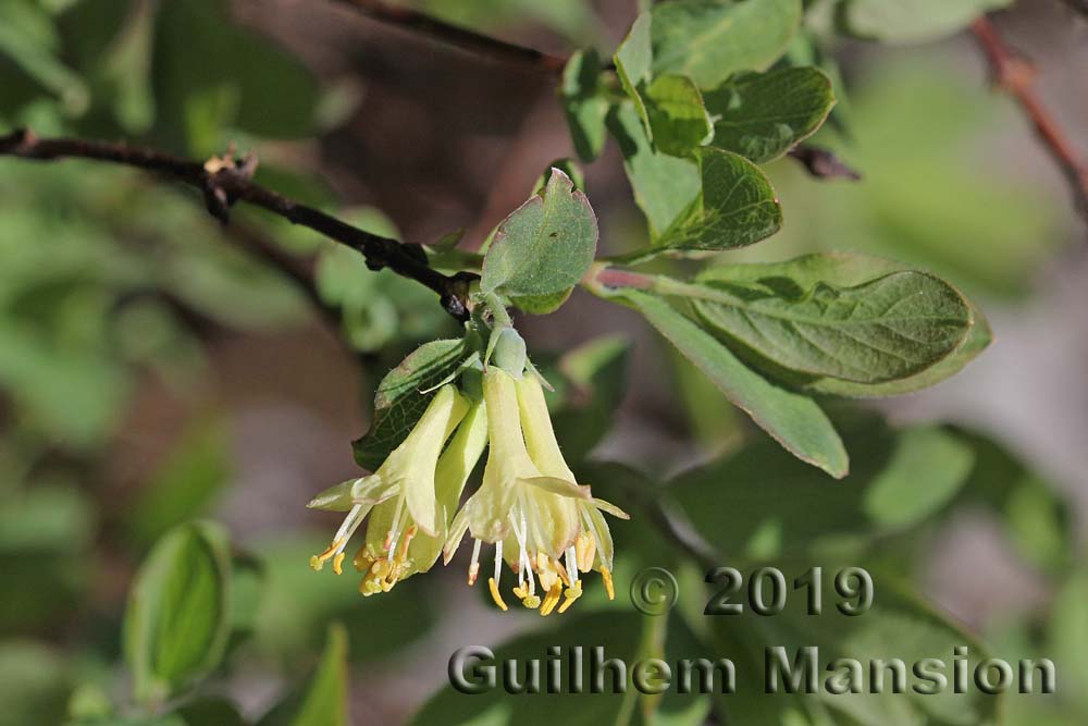 Lonicera caerulea