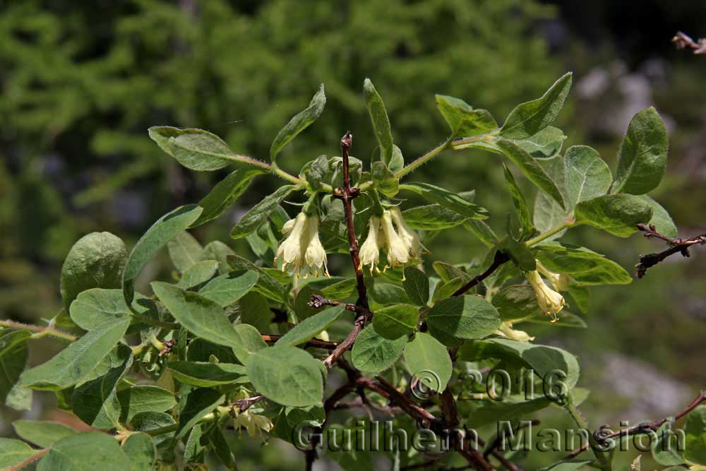 Lonicera caerulea