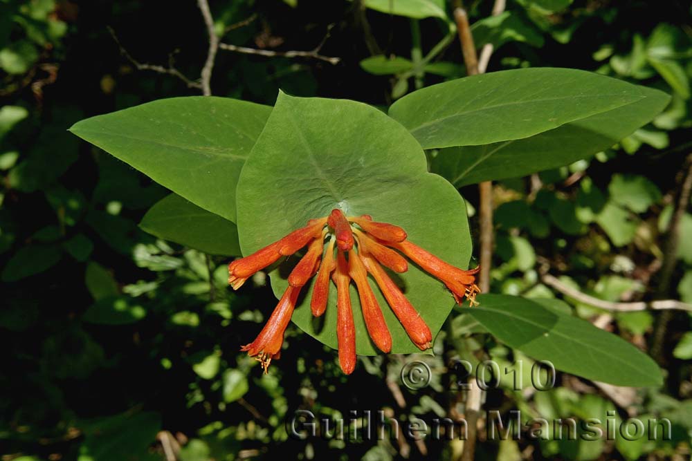 Lonicera ciliosa