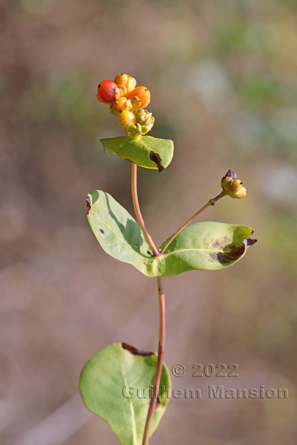 Lonicera etrusca