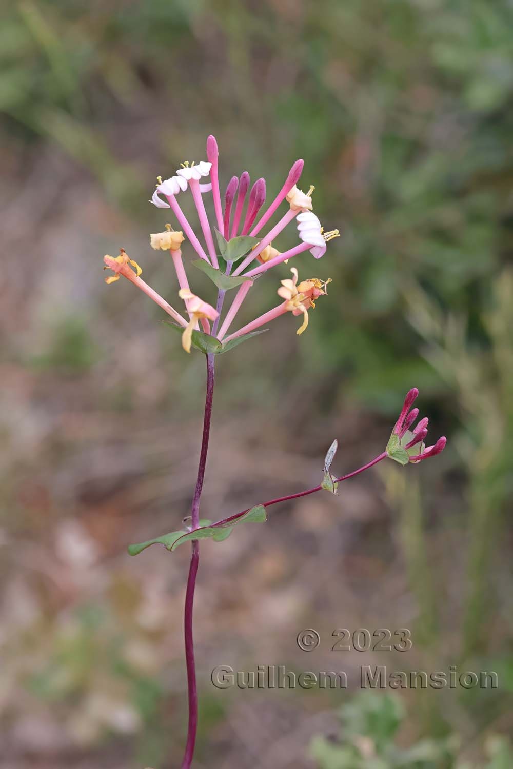 Lonicera etrusca