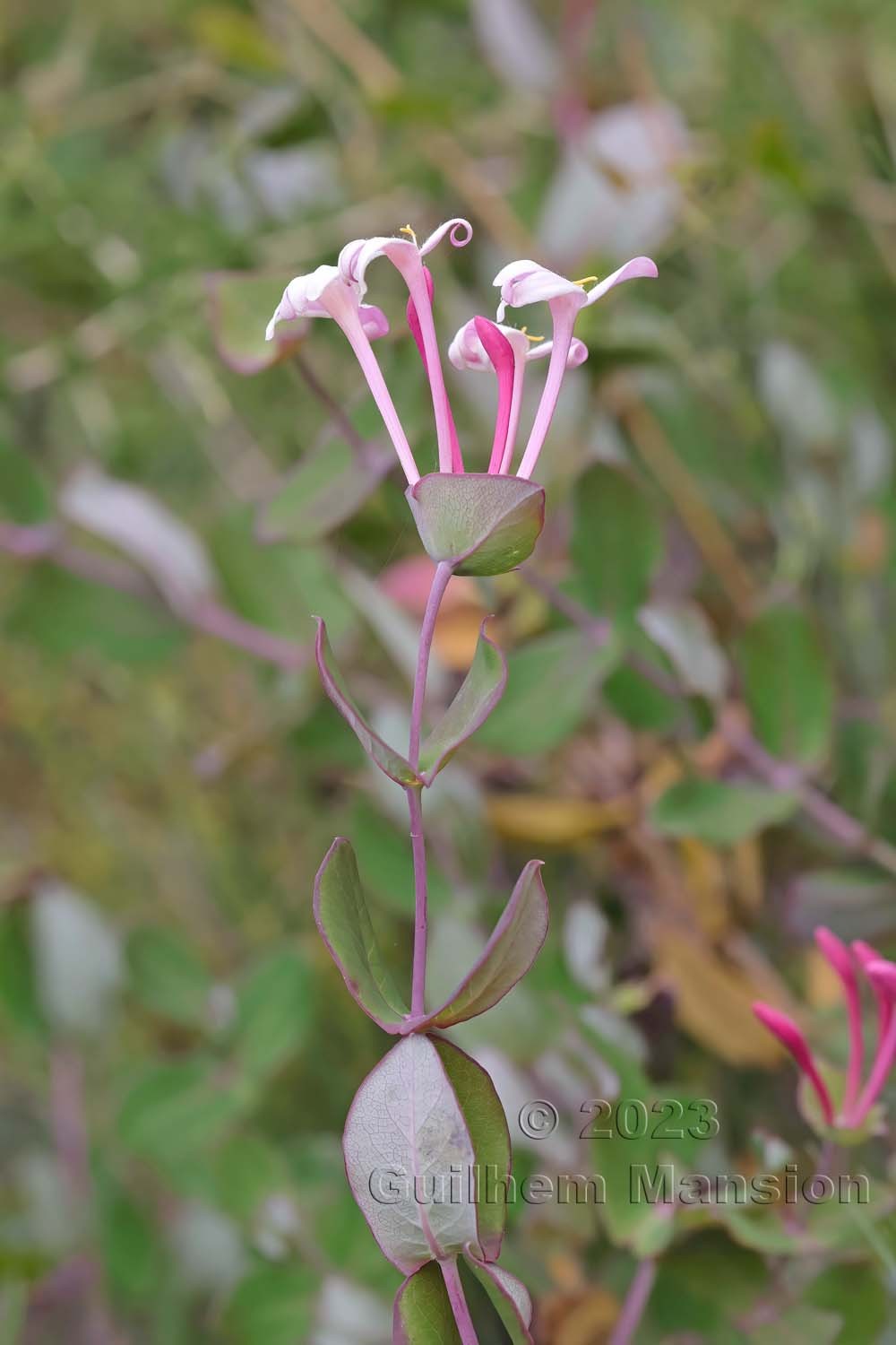 Lonicera etrusca