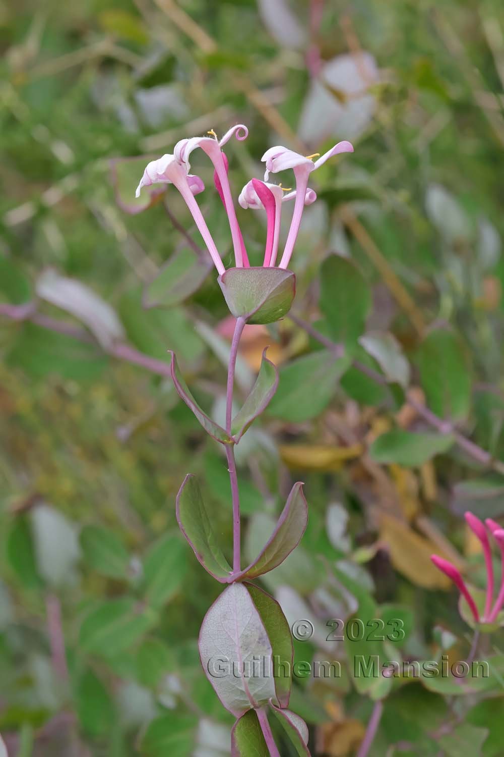 Lonicera etrusca