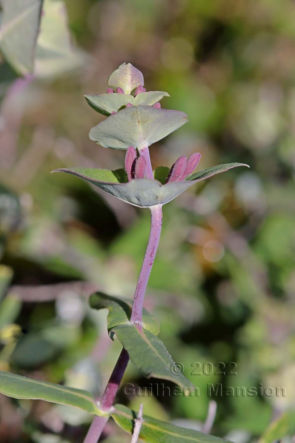 Lonicera implexa