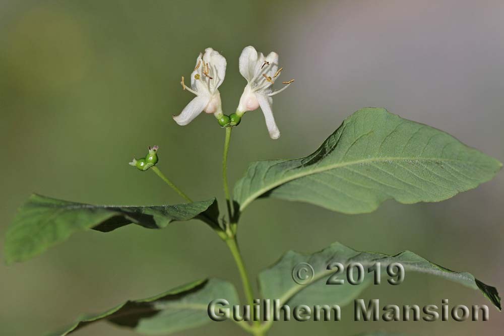 Family - Caprifoliaceae